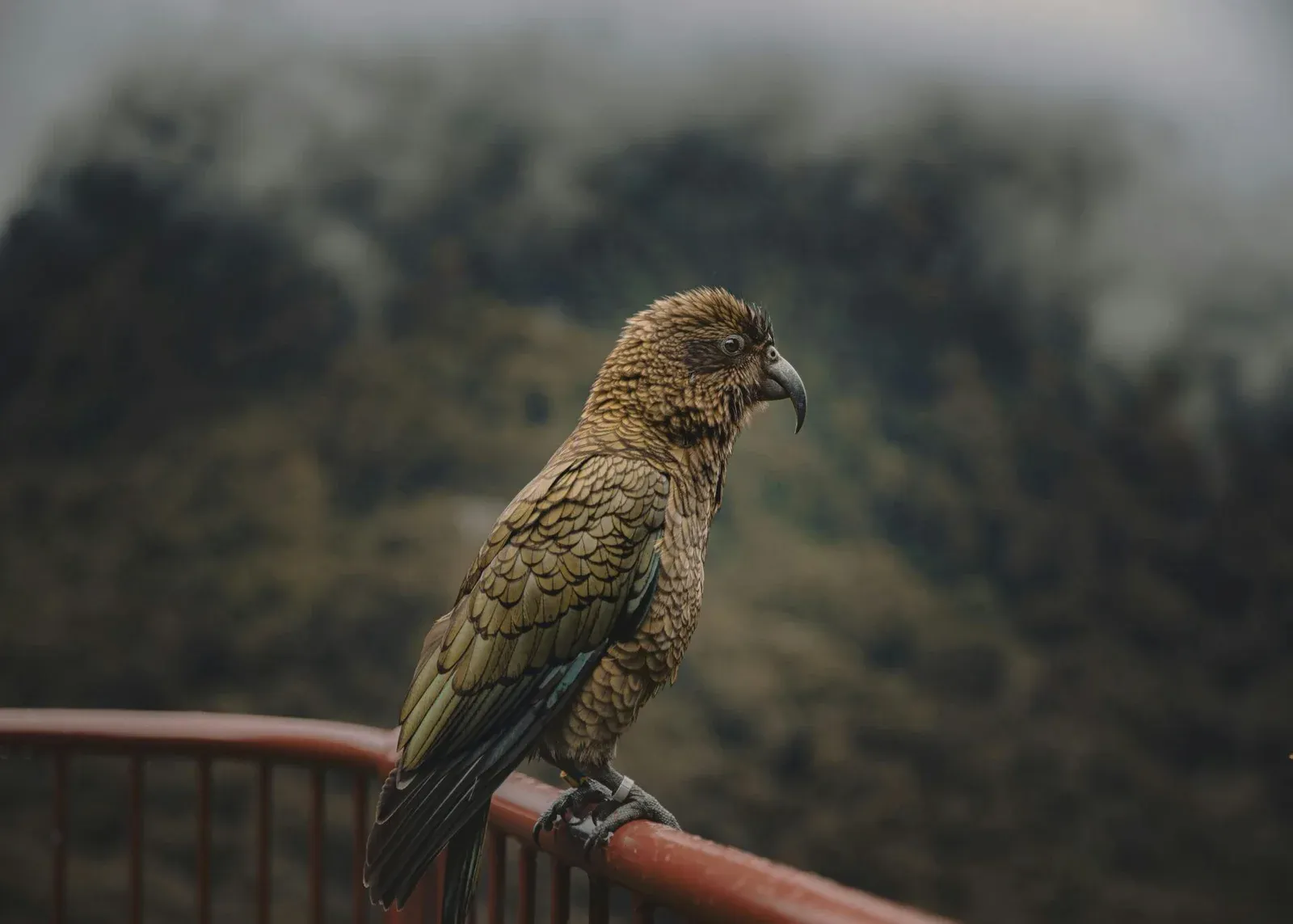 close up of a Kea alpine parrot