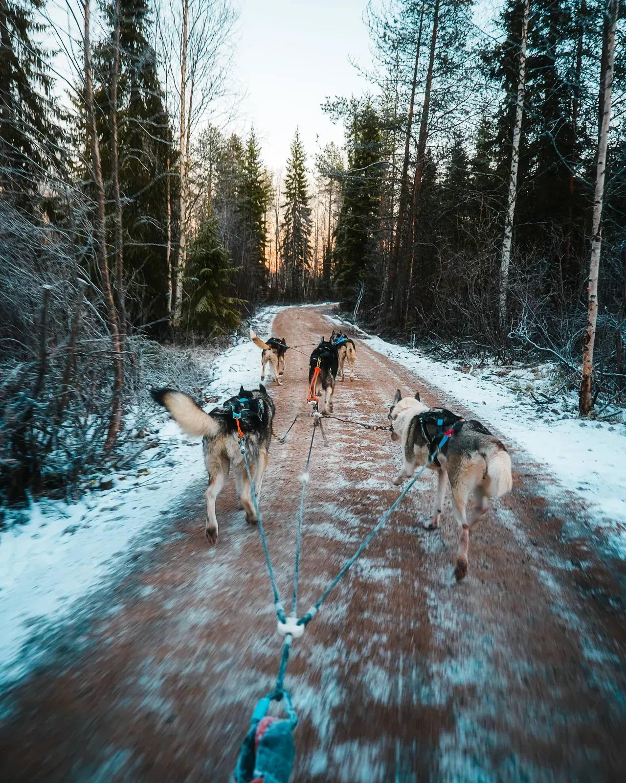 Huskies pulling cart down a trail at Apukka Resort, Lapland