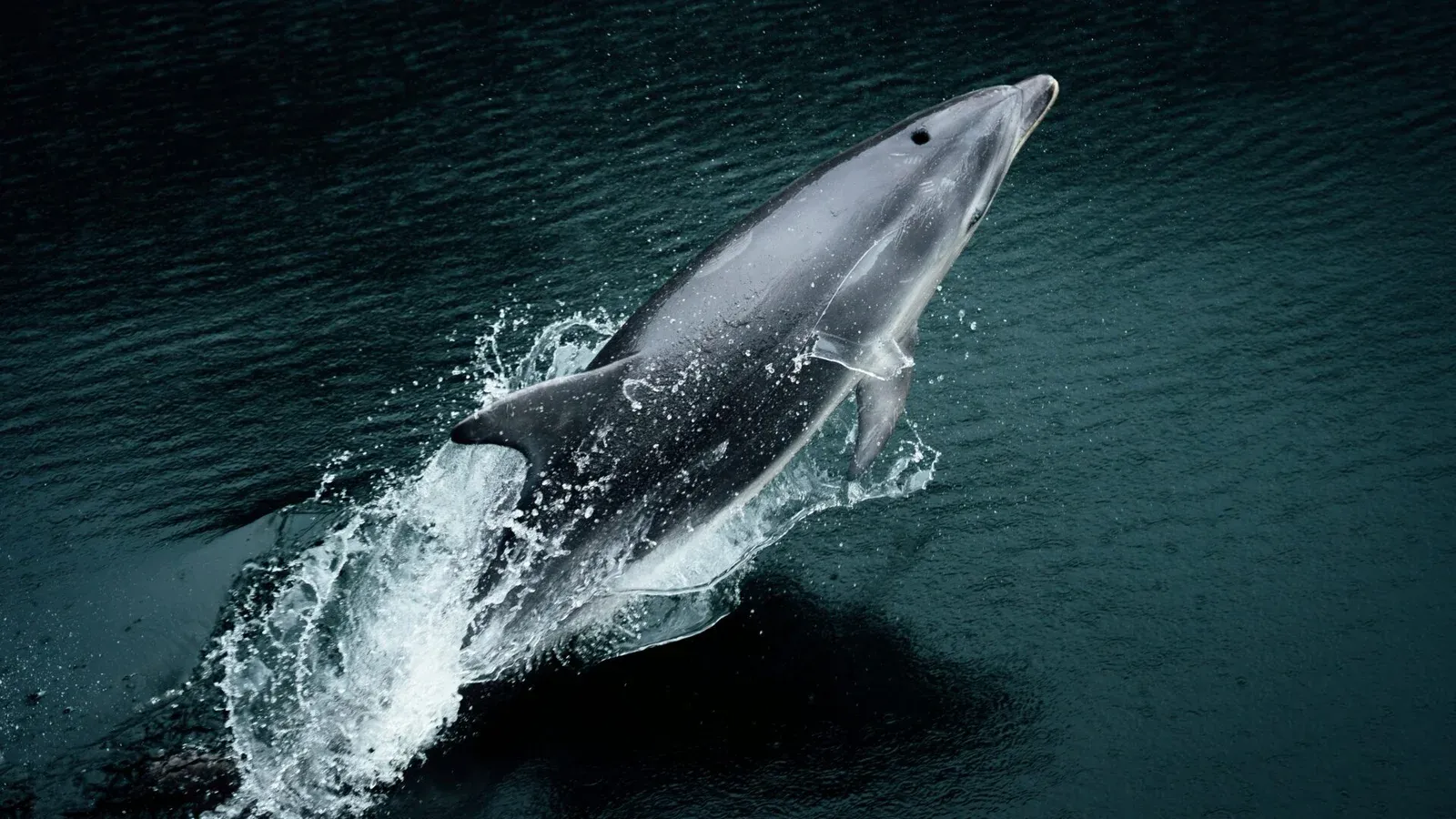 dolphin jumping out of the water in Milford Sound, New Zealand