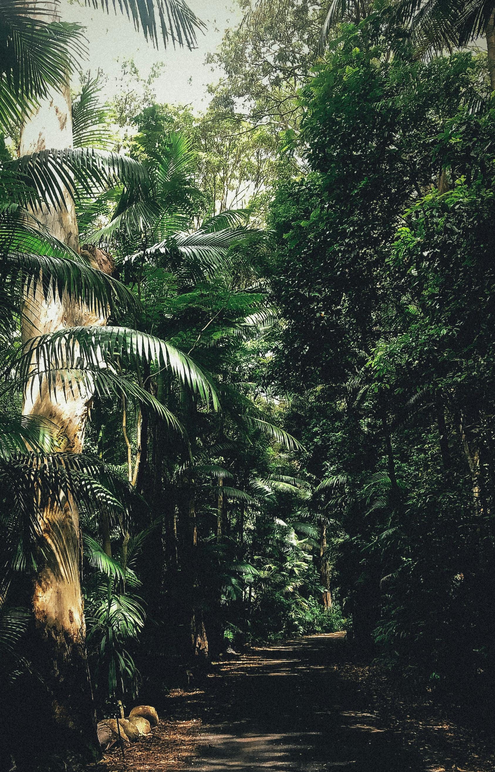 Rainforest trail at Tamborine Mountain, Gold Coast