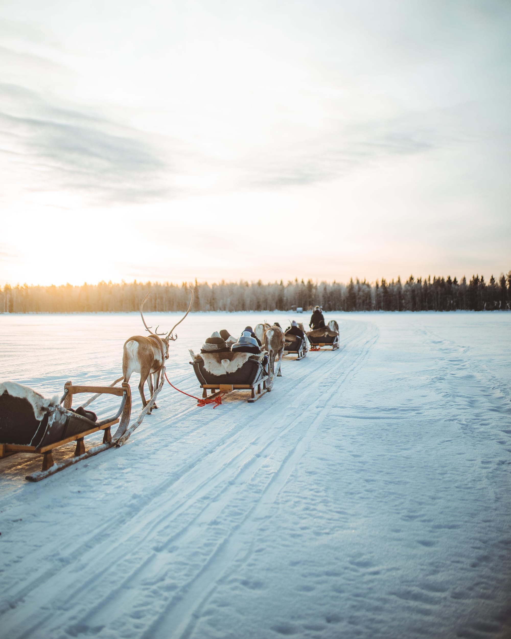 Reindeer pulling sleds through snow in Lapland