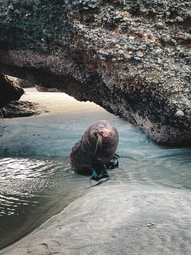 Seal in a rock pool at Wharariki Beach, New Zealand