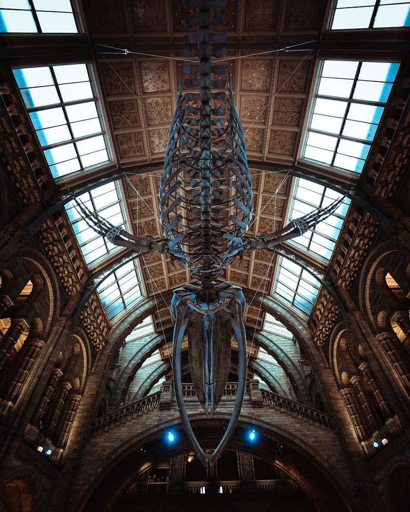 Blue whale skeleton hanging from the ceiling of the Natural History Museum, London