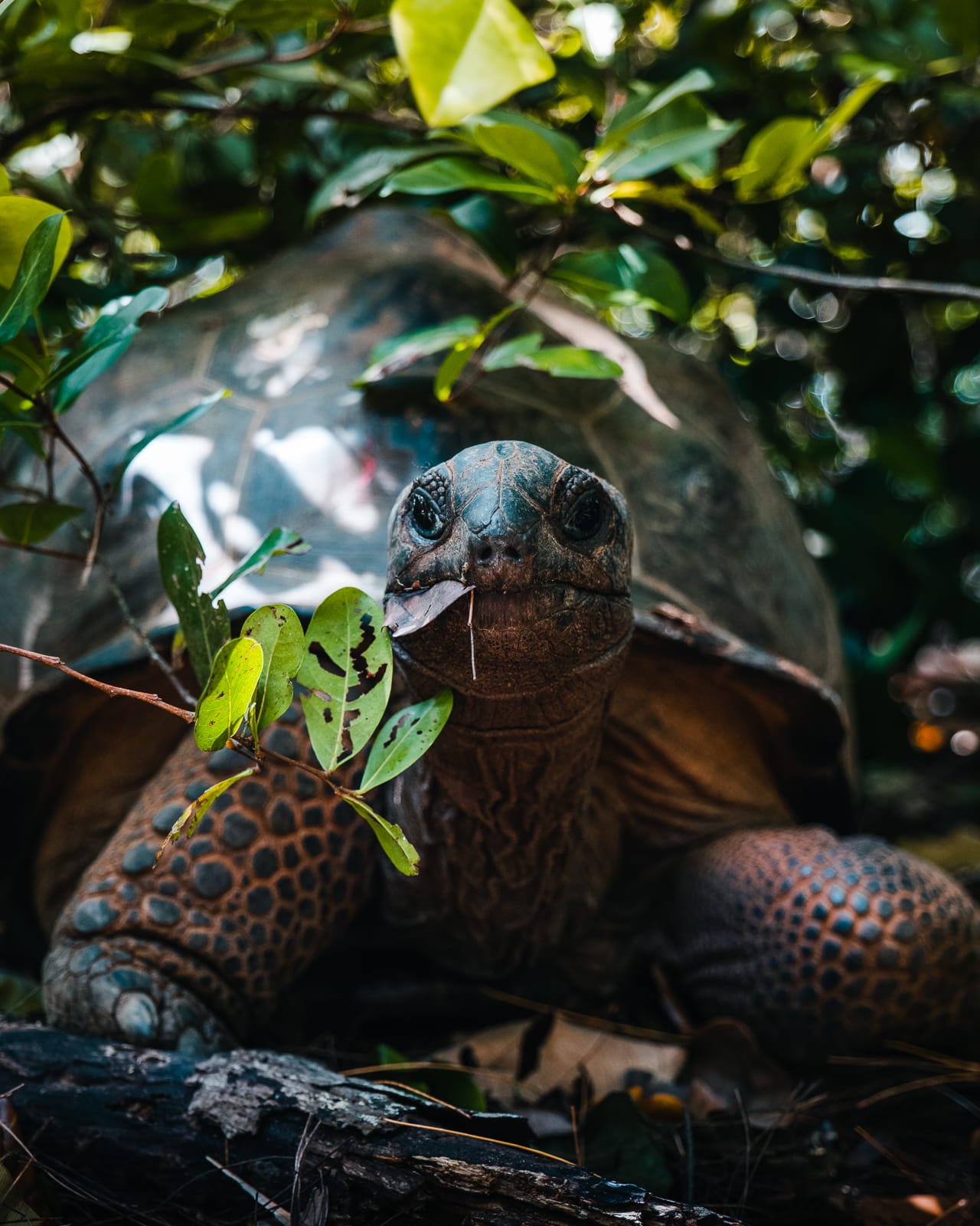 Giant Aldabra tortoise eating a leaf