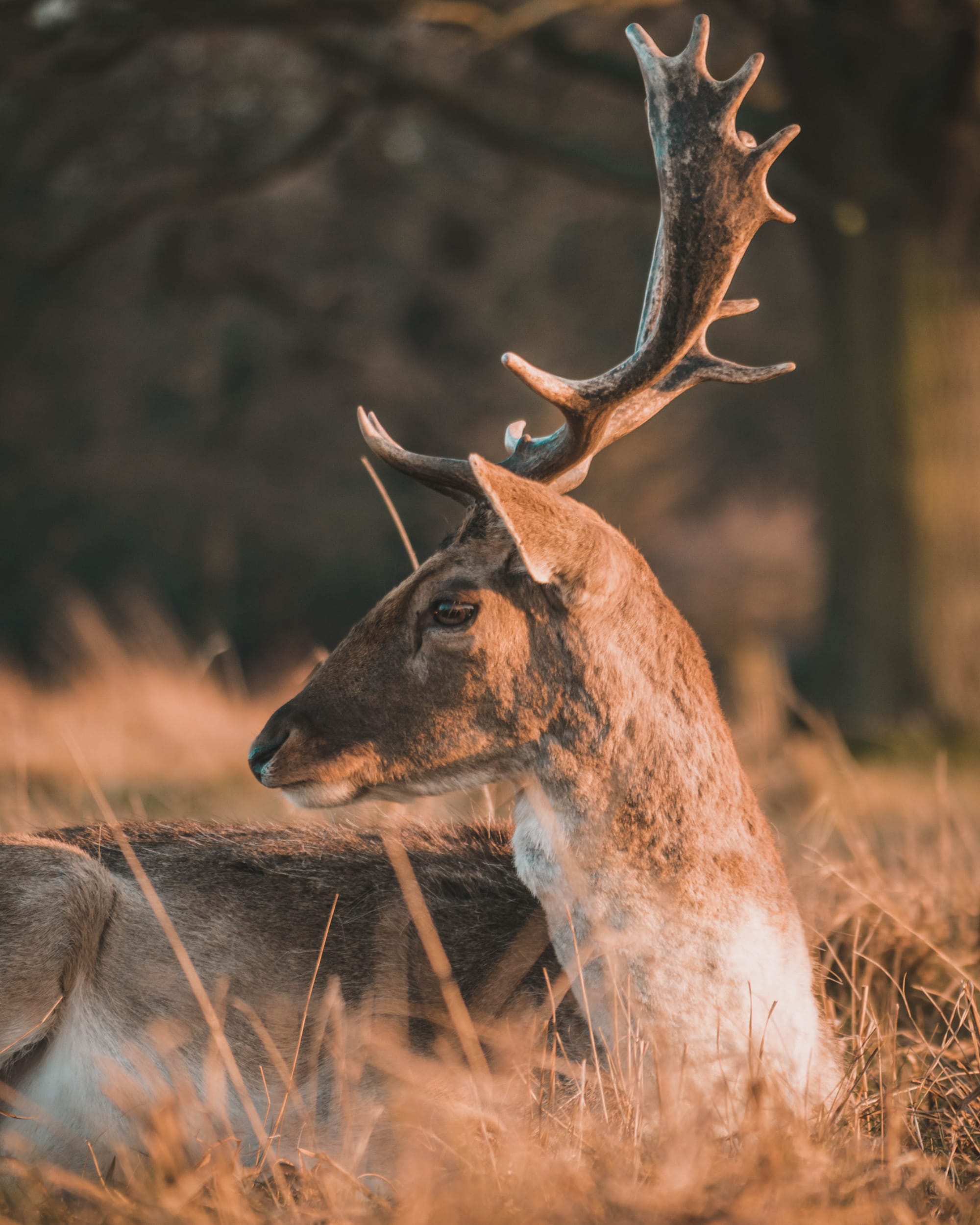 Close up of a deer lying in the grass in Richmond Park, London