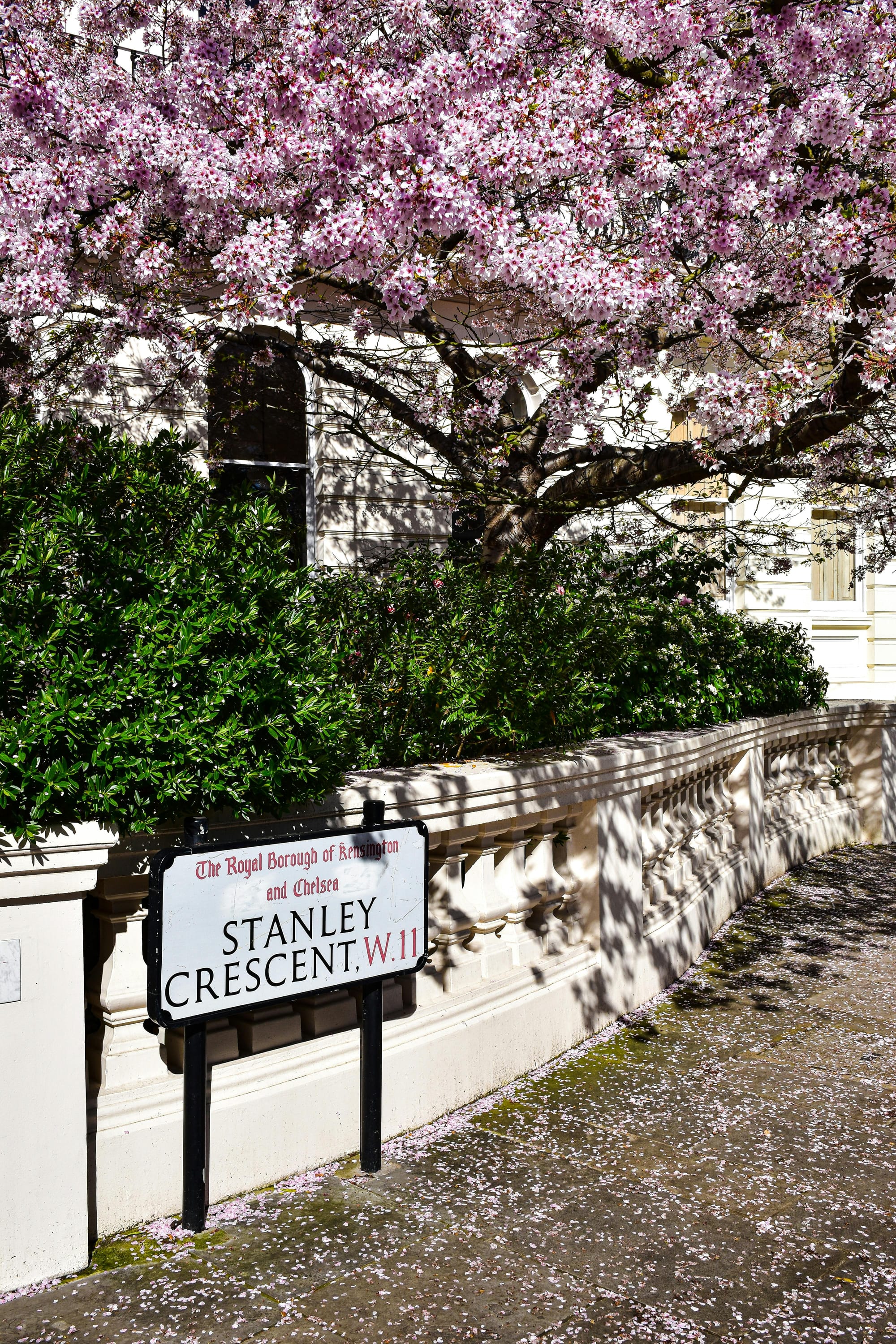 road sign and pink tree in kensington