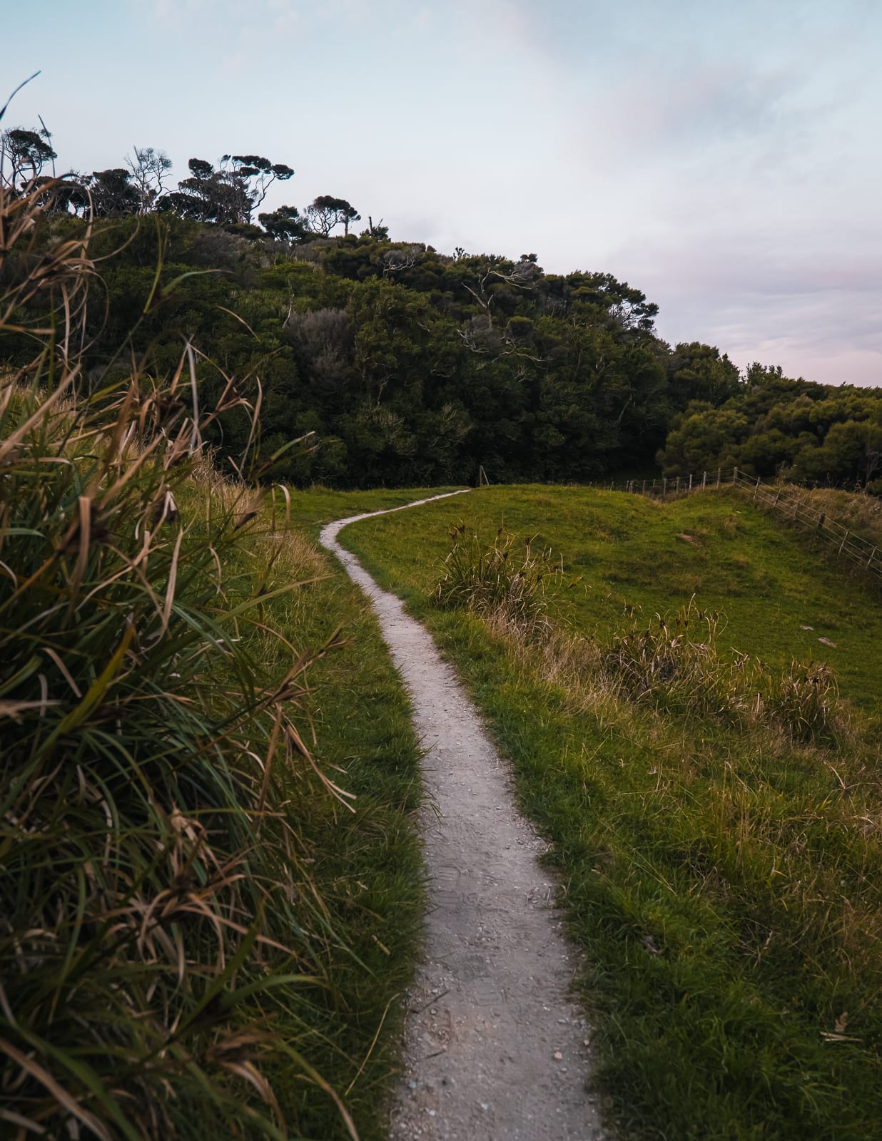 wharariki beach path leading into forest