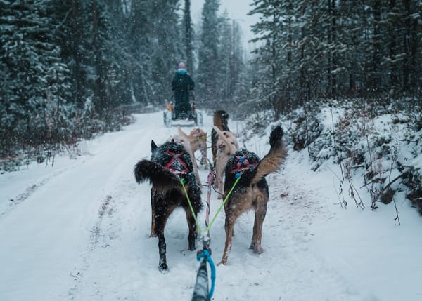 Top 5 Best Husky Safari Tours in Rovaniemi, Lapland (2025 Guide)